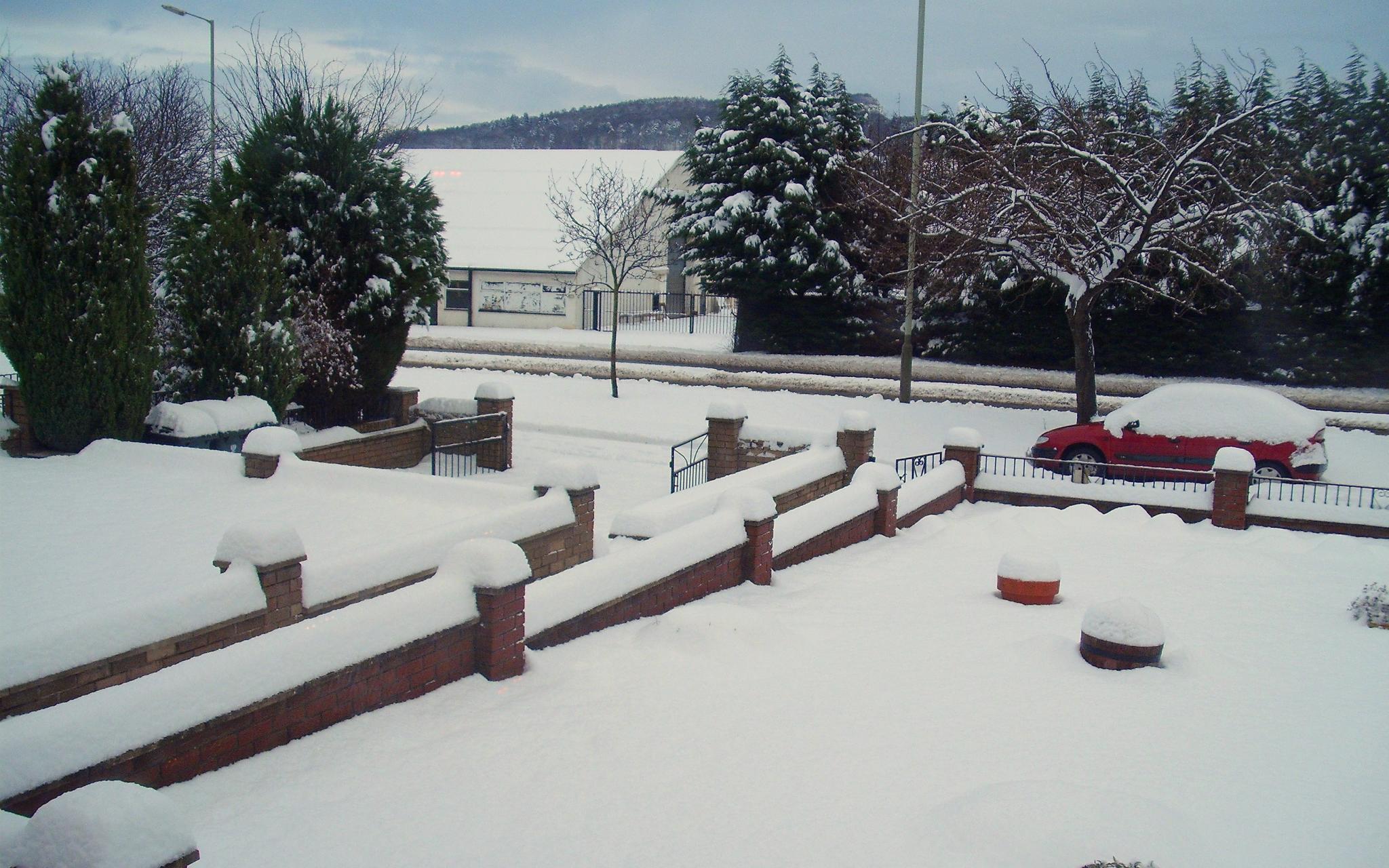 Snowy garden