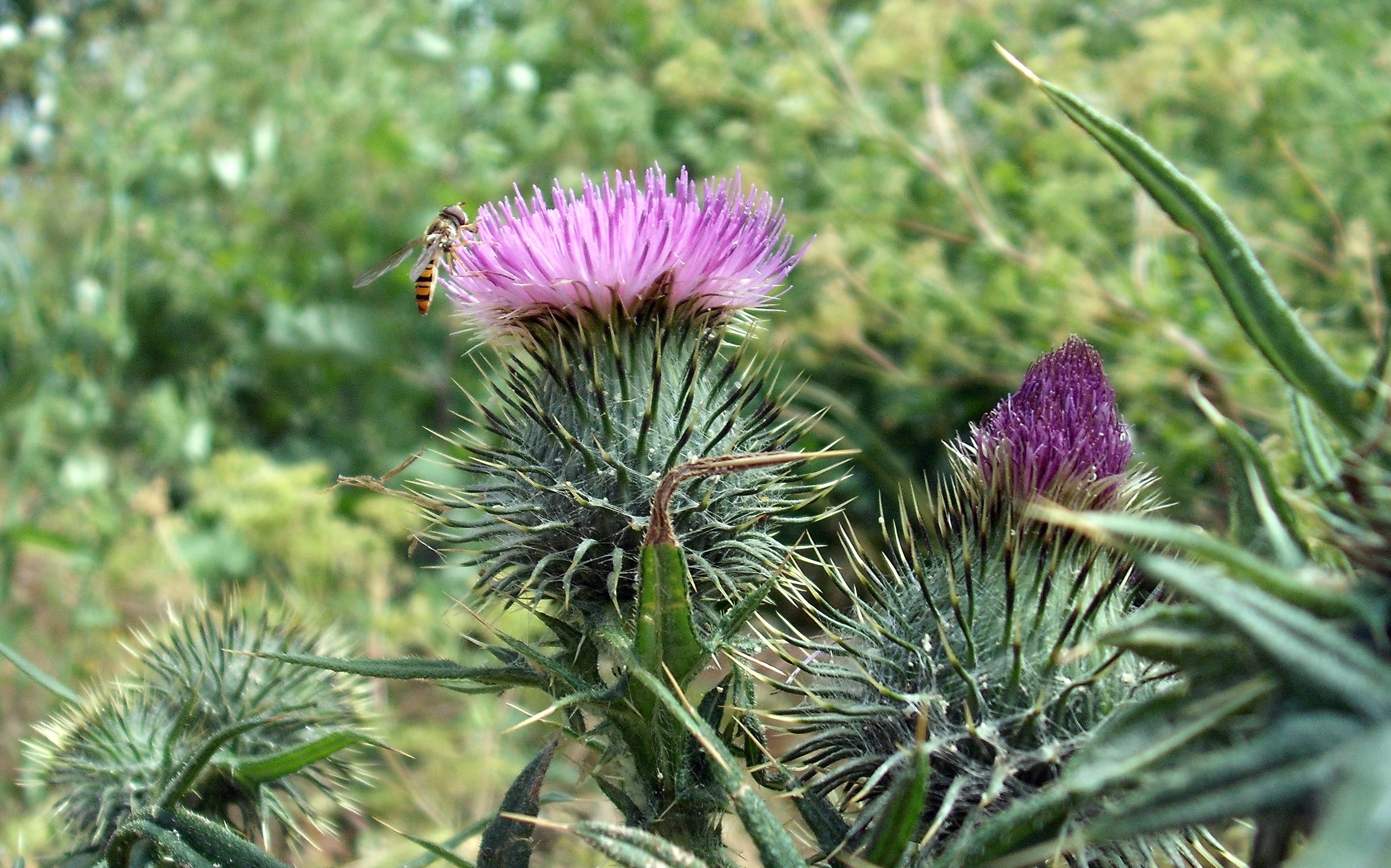 A Hoverfly on a Thistle