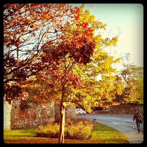 Last October (I miss leaves) 