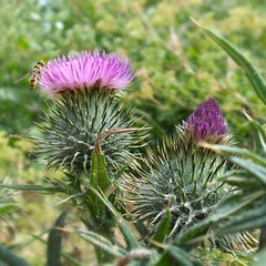 Hoverfly and Thistle