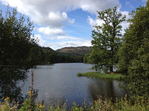 Loch with Island Tree