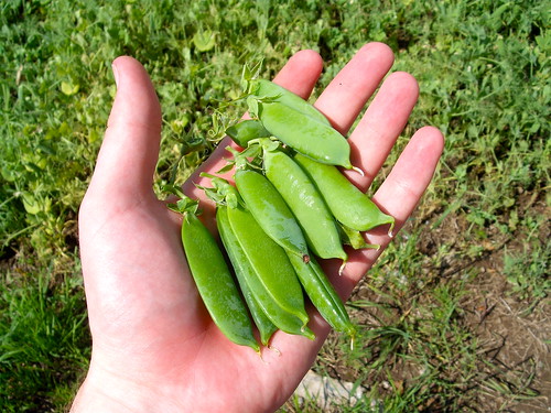 Peas in Pods