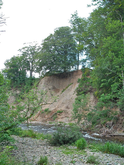 Falling Tree by River Almond